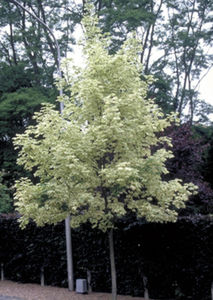Laubbaum Baum