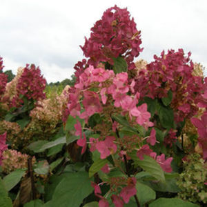 Blühender Strauch / mit roten Blüten