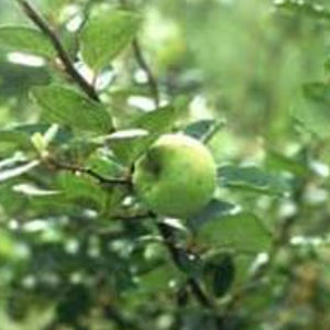 Obststrauch
