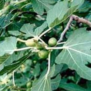 Feigenbaum