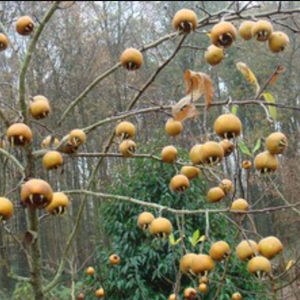 Obststrauch