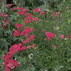 Staude-Blumenpflanzling 1