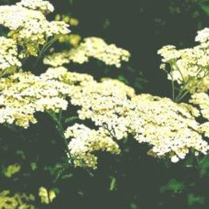 Staude-Blumenpflanzling 1