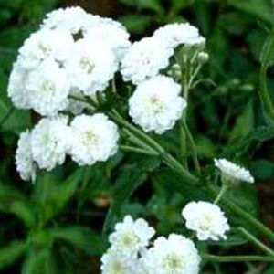 Staude-Blumenpflanzling 1