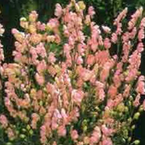Staude-Blumenpflanzling 1