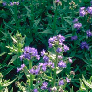 Staude-Blumenpflanzling 1