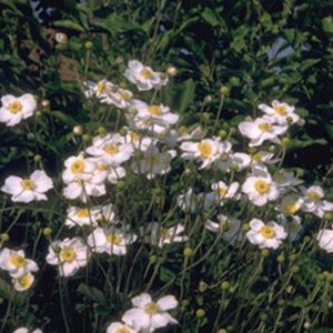 Staude-Blumenpflanzling 1