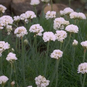 Staude-Blumenpflanzling 1