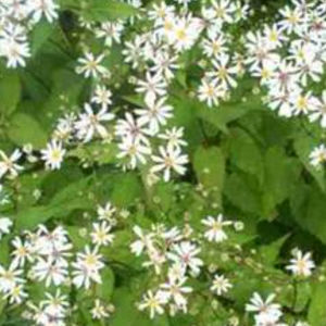 Staude-Blumenpflanzling 1