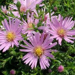 Staude-Blumenpflanzling 1