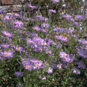 Staude-Blumenpflanzling 1