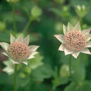 Staude-Blumenpflanzling 1