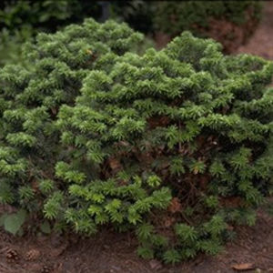Laubbaum Baum