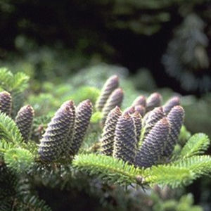 Nadelbaum Baum