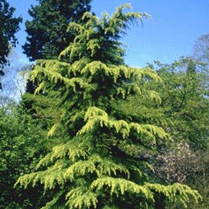 Nadelbaum Baum