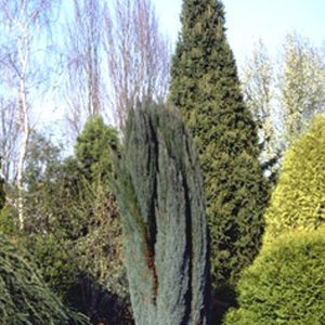 Nadelbaum Baum