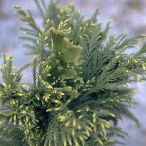 Nadelbaum Baum
