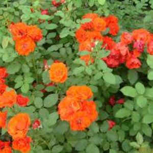 oranger Blumenpflanzling
