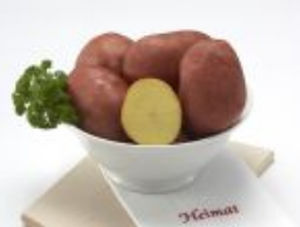 Sehr frühe Kartoffelsaat - Bellarosa - EUROPLANT Pflanzenzucht GmbH - Verzehr / Lange / Kartoffelkrebsresistent
