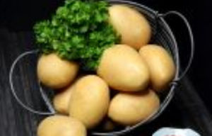 Mittelfrühe Kartoffelsaat - Bernina - EUROPLANT Pflanzenzucht GmbH - Verzehr / Lange / Kartoffelkrebsresistent