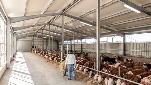 Stallung für Vieh - HALTEC Hallensysteme GmbH