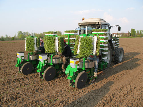 Salat-Pflanzmaschine - Florida - SFOGGIA Agriculture Division S.r.l. - Tomaten / Tabak / manuell