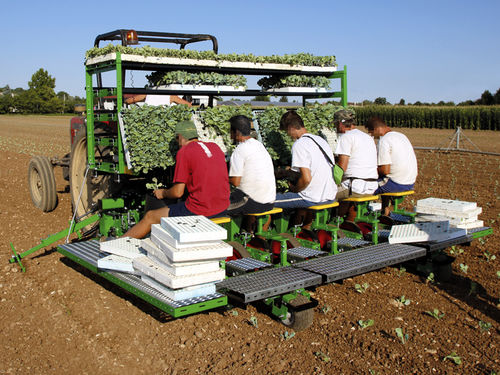 Salat-Pflanzmaschine - California - SFOGGIA Agriculture Division S.r.l. - Tomaten / manuell / angehängt