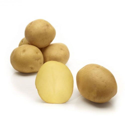 Mittelfrühe Kartoffelsaat - Figaro - Solana GmbH & Co. KG - Verzehr / Lange / durchschnittlich
