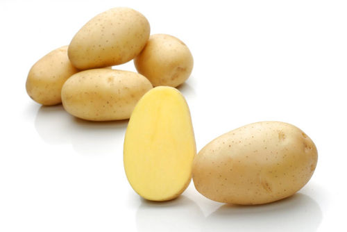 Sehr frühe Kartoffelsaat - Flavia - Solana GmbH & Co. KG - Verzehr / durchschnittlich / kurz