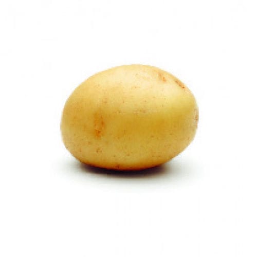 Sehr frühe Kartoffelsaat - Laperla - Solana GmbH & Co. KG - Verzehr / durchschnittlich / Kartoffelkrebsresistent