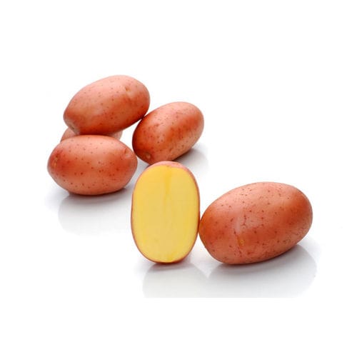 Frühe Kartoffelsaat - Rodriga - Solana GmbH & Co. KG - Verzehr / Lange / durchschnittlich