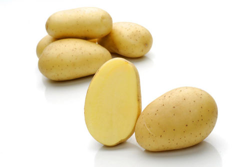 Sehr frühe Kartoffelsaat - Velox - Solana GmbH & Co. KG - Verzehr / durchschnittlich / Kartoffelkrebsresistent