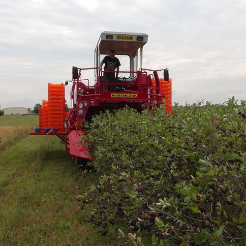 Erntemaschine / schwarze Johannisbeeren - Weremczuk FMR Sp. z o.o.