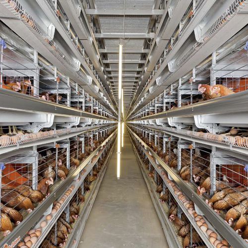 Nestsystem für Zuchttiere / für Legehennen - EUROVENT EU - Big Dutchman - mit Edelstahlstruktur / mit Kotentfernungssystem / für Eiertransportband