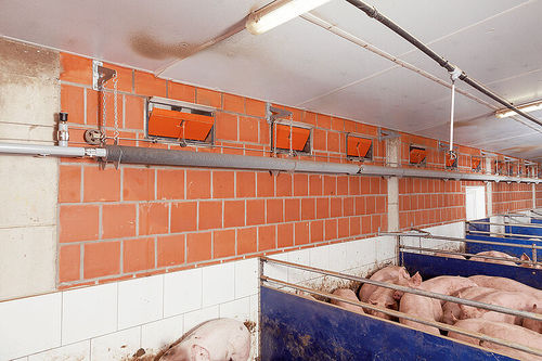 Heißwasser-Lufterhitzer - Big Dutchman - wandmontiert / für Schweinestall / Lamellen