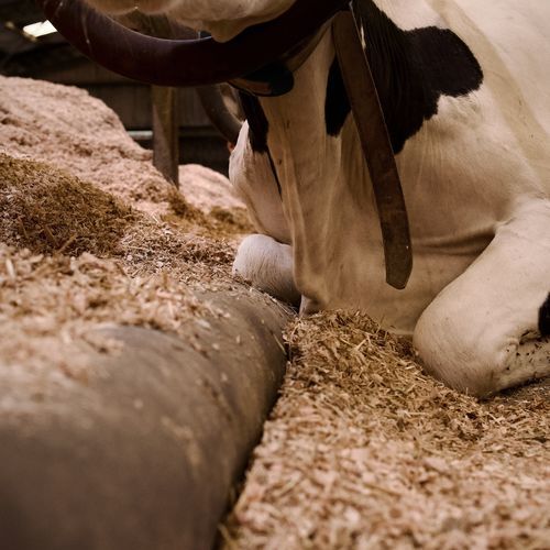 Matratze für Kühe / Gummi - AQUABOARD® - Bioret Agri - Wasserbett / für Liegeplätze