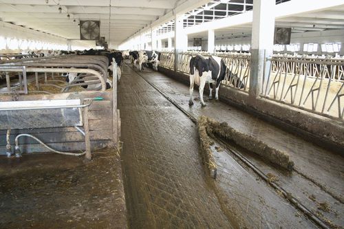 Ketten-Kotschieber - SE series - Bratslav A.L.C. - V-förmig / V-förmig / automatisch