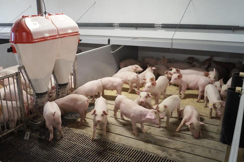 Kunststoff-Ferkelnest - FLEXCOVER - ACO Funki A/S