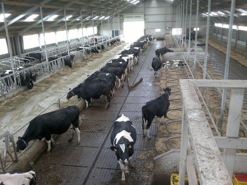 Ketten-Kotschieber - Flex - AGRIPROM - Drahtseil / U-förmig / V-förmig