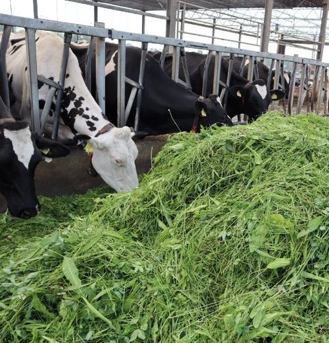 Gemischte Vegetationsdecke - Comfort Solutions - für Tiernahrung