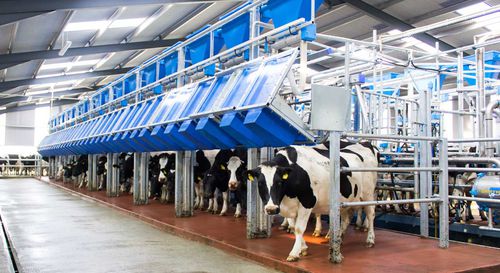Melkstand für Kühe - SWIFTFLO FAST EXIT - Dairymaster - nebeneinander / schneller Ausgang / automatische Eingangs- und Ausgangssteuerung
