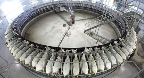 Melkstand für Ziegen - Dairymaster - drehbar / Roboter