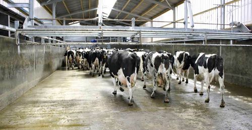 Elektrisch betriebener Kuhtreiber - UP & OVER - Dairymaster