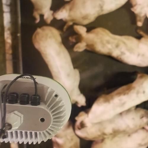 Schweine-Wiegesystem - eYeGrow - Fancom B.V. - digital