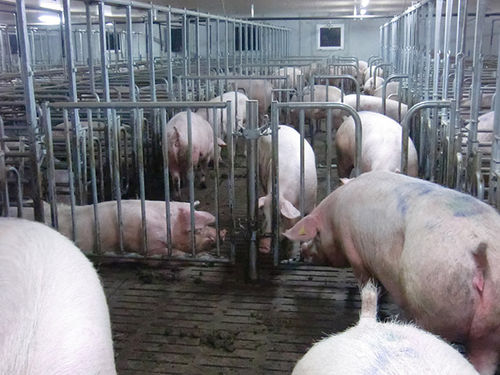 Schranke für Zuchtzwecke - GALVELPOR S.A.S. - für Stallhaltung / für Schweine / Metall