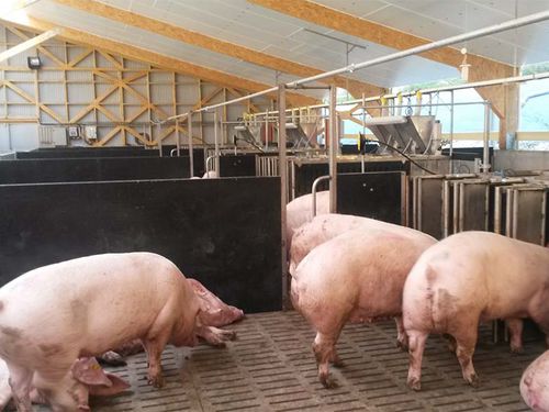 Sortiertor für Schweine - GALVELPOR S.A.S.