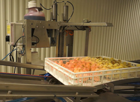 Impfmaschine für Eintagsküken - Innovatec Hatchery Automation - Sprüh