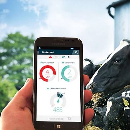 Überwachungssystem für Kühe - HealtyCow 24® - Kurtsan Tarim End. Mak. San. ve Tic. Ltd. Sti. - des Gesundheitszustandes / mobil / Echtzeit