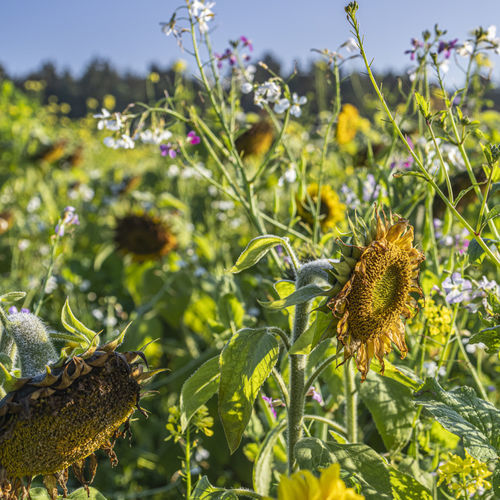 Gemischte Vegetationsdecke - FIT4NEXT - KWS SAAT AG - unkrauthemmend / Stickstoff-Wiederherstellung / Bodenstrukturierung