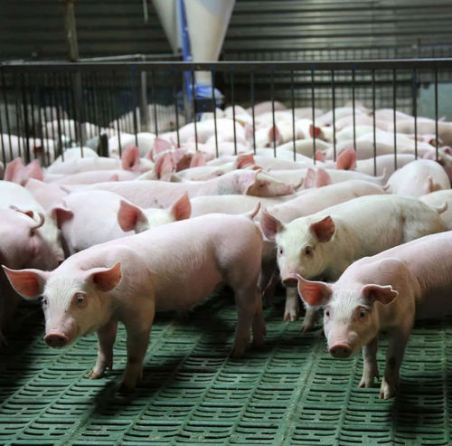 Fütterungsgerät für Schweine - MIAL - MASSINI INDUSTRIES srl - festinstalliert